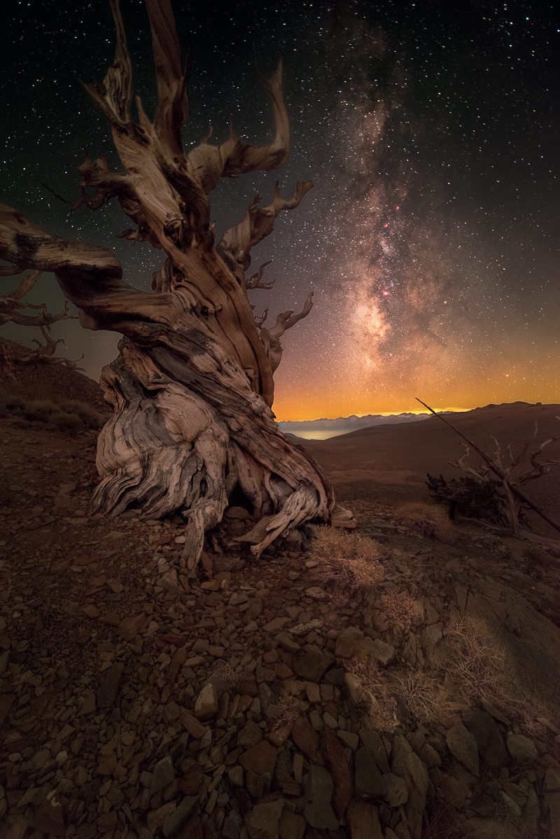 Ancient Bristlecone Pine & The Milky Way